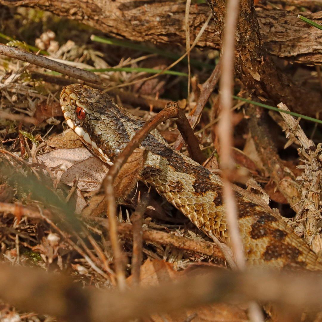 The best nature reserves to visit in spring! 💙 Emsworthy Mire for bluebells 🦋 Halsdon for woodland walks ⛵ Warleigh Point for estuary views 🐍 Bovey Heathfield for reptiles More here 👉 buff.ly/3VJHQ99 #ConnectToNature 📷 Sam Rose (Warleigh Point), Ian Lloyd (adder)