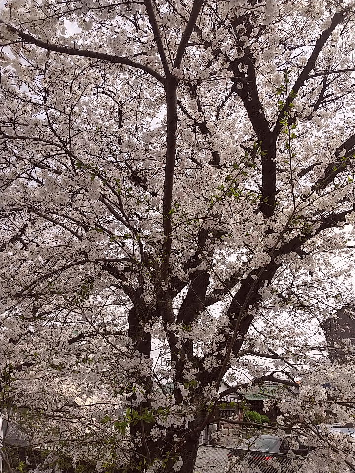 今年４月の東京は花満開。国分寺で開催中「colony vol.7 -exhibition-」へ。駅から徒歩圏のカフェスロー（オーガニックカフェ）は賑わっている。その奥がギャラリー。作家９名の合同展。絵あり、デジタルあり、立体あり。10日（水）まで。