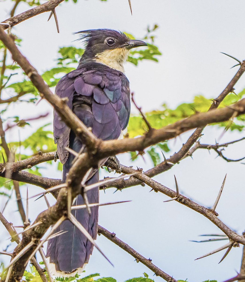 Jacobin Cuckoo in Victoria Falls National Park recently @Natures_Voice @NatGeoTravel #BBCWildlifePOTD #TwitterNatureCommunity #birding #NaturePhotography #wildlifephotography #Zimbabwe