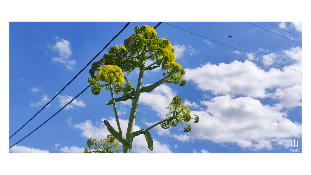 Yama_VP's tweet image. •Ferula communis

[Flower height 2.5m]

One of the symbolic plants of the Alta Murgia park and Apulia history

#Ferula #Flower #Spring #Puglia #Apulia #Yellow #Detail #Poster #parconazionaledellaltamurgia #Nature #Italy #parcoaltamurgia #Photography #MurgiaAdventures
#Yama山 #山