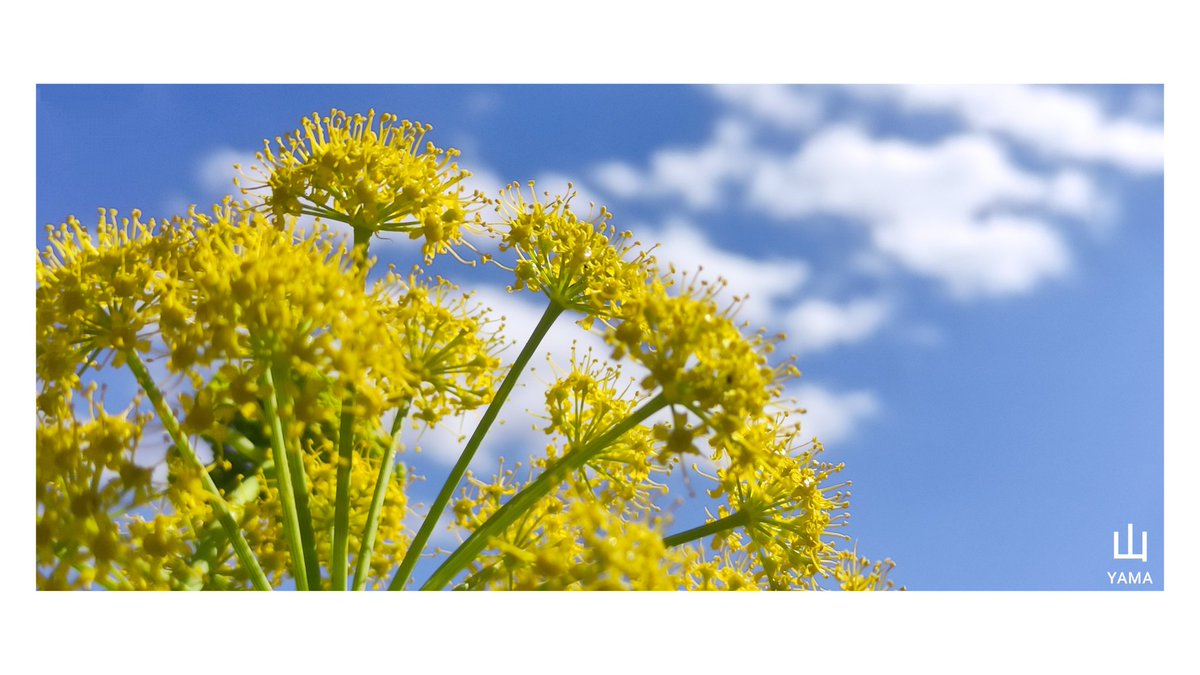 Yama_VP's tweet image. •Ferula communis

[Flower height 2.5m]

One of the symbolic plants of the Alta Murgia park and Apulia history

#Ferula #Flower #Spring #Puglia #Apulia #Yellow #Detail #Poster #parconazionaledellaltamurgia #Nature #Italy #parcoaltamurgia #Photography #MurgiaAdventures
#Yama山 #山