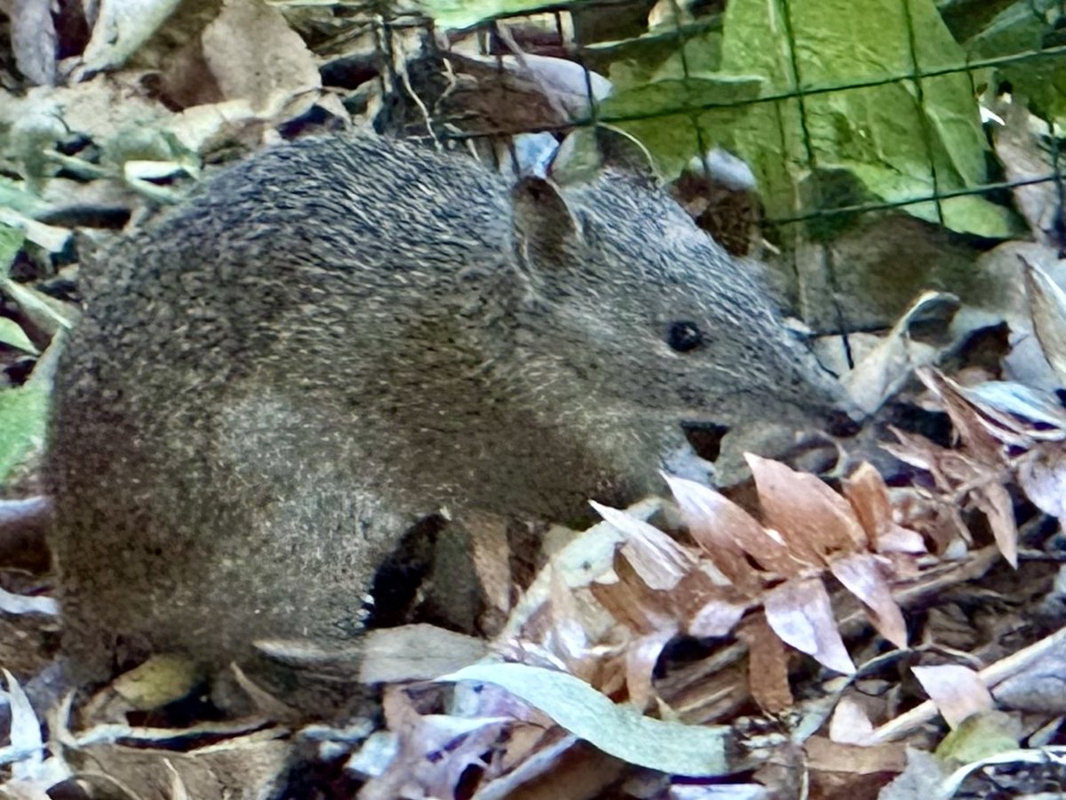 Not the best photo, but this gorgeous Quenda (Isoodon fusciventer), or western brown bandicoot, was thoroughly enjoying itself digging around the in the leaf litter today #biodiversity #wildoz #PerthHills