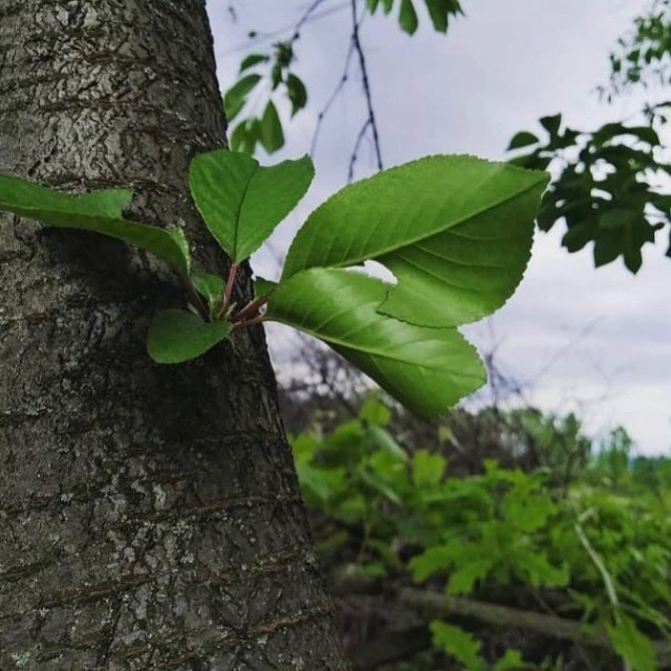 Deli eder insanı bu dünya; Bu gece, bu yıldızlar, bu koku, Bu tepeden tırnağa çiçek açmış ağaç... Orhan Veli 🌩️💧🌝 🌳 🍃 🕊️ 🌺🌿🌸 🌼🦋📸 #günaydın #nisan #yağmur #iyipazarlar #herşeyerağmen #hayatdevamediyor