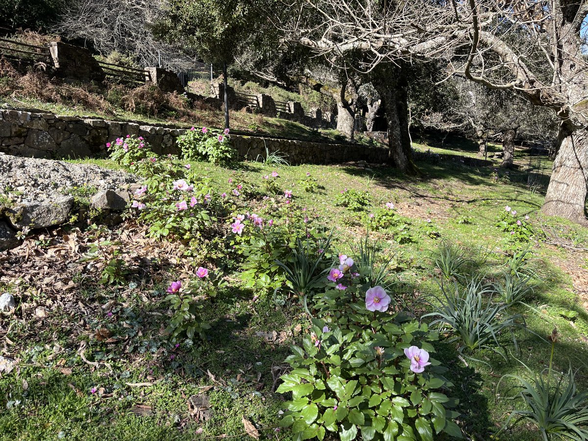 marsalazukov's tweet photo. Primavera sul #Gennargentu #Seulo https://t.co/uxsucoTfkq