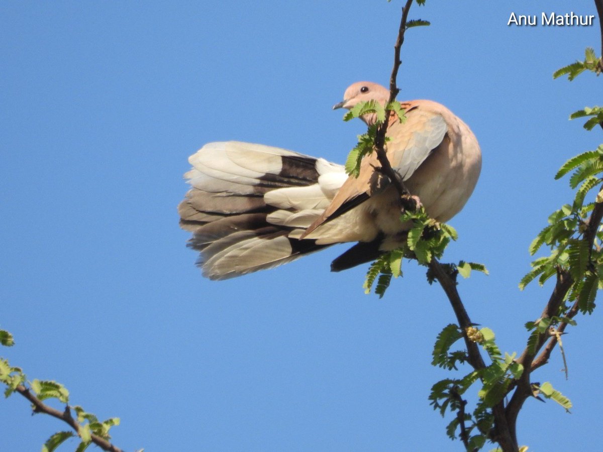 Laughing dove ! summer fan ! #DelhiNCR #IndiAves #BBCWildlifePOTD #SaturdayVibes #BirdsSeenIn2024 #ThePhotoHour #birdwatching @NatureIn_Focus @Team_eBird @NatGeoIndia #GoodMorningTwitterWorld @NatureattheBest #birding #NaturePhotography #birdphotography @ParveenKaswan #Nikon