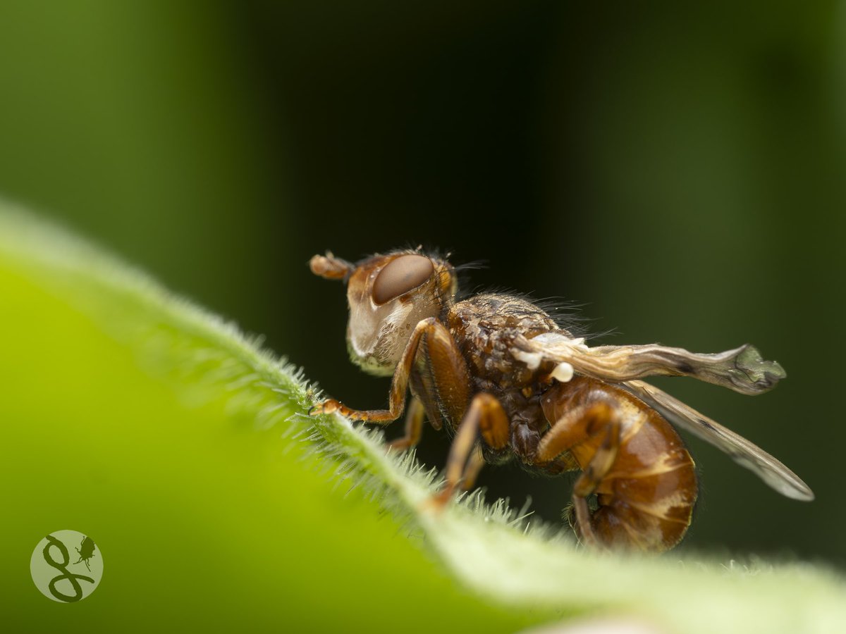 This Plain-winged Conopid’s (Myopa testacea) left wing didn’t inflate properly after eclosion. Unable to fly, it can only watch as bees zip busily around it. Swipe for a close up of its fabulous conopidy face. #FliesOfBritainAndEurope @NatureBureau @Ecoentogeek @StevenFalk1