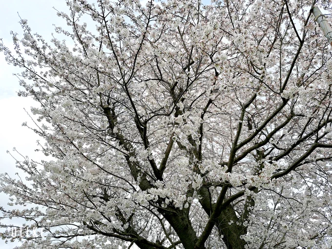 滑り込みで桜見てきたよ 