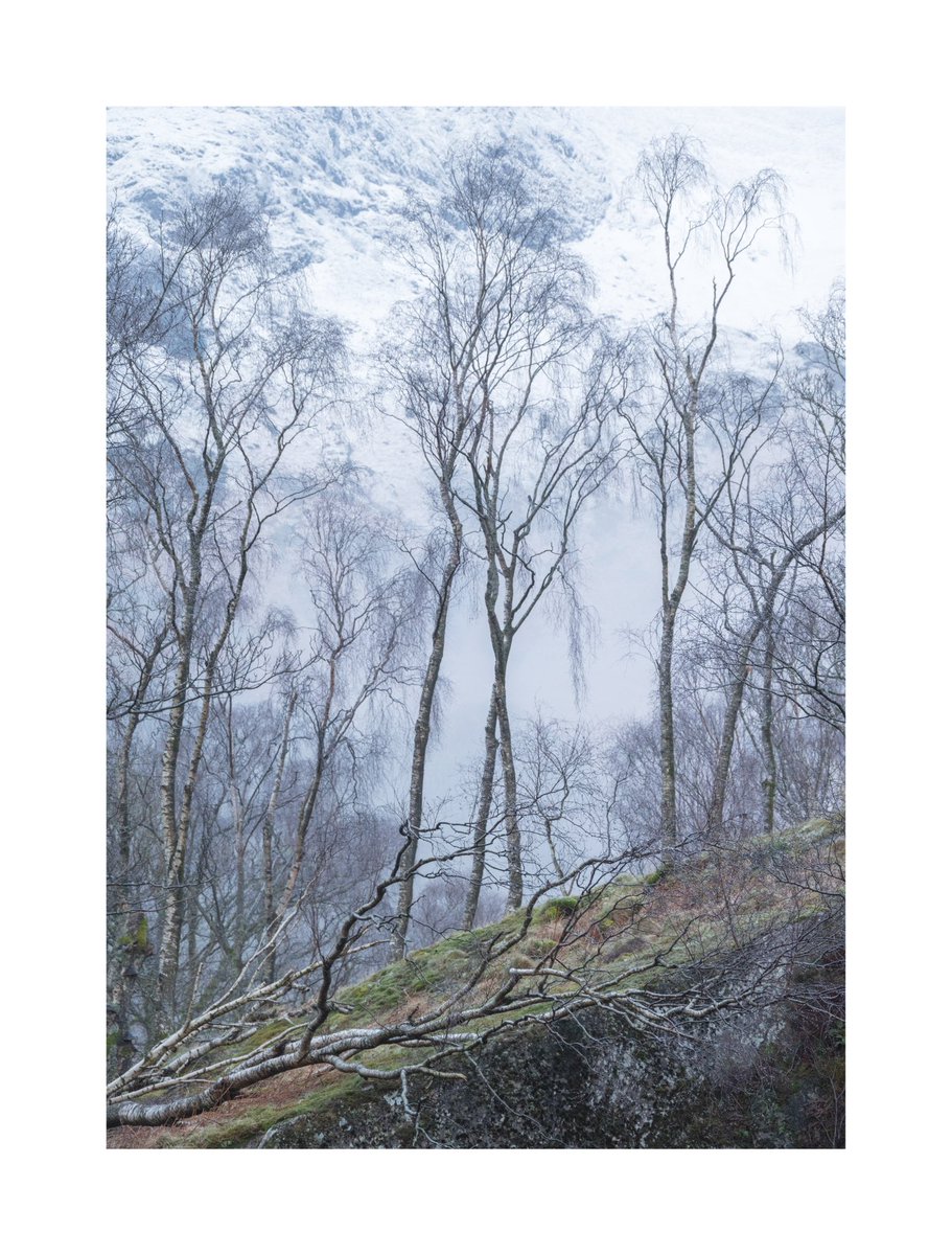 This should have been my late night edit last night, but I did my classic falling asleep in the chair edit. Late night sleeping the chair edit 24 Thoughts for the fallen. #nature #lovetrees #emotion #landscapephotography @NikonEurope @Benro_UK