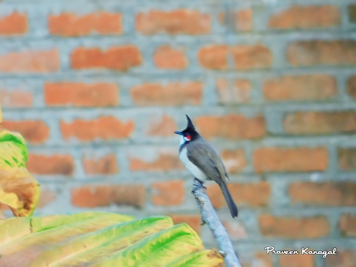 Red Wishkared Bulbul #TwitterNatureCommunity #IndiAves #NaturePhotography #BBCWildlifePOTD #NatureBeauty #BirdsOfTwitter #Birds2024