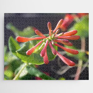 Trumpet #Honeysuckle ın Dawn Light #Jigsaw #Puzzle #taiche #society6  #jigsawpuzzle #puzzle #puzzles #puzzlelover #jigsaw #puzzletime #puzzleaddict #jigsawpuzzles #puzzler #ilovepuzzles #puzzlelove #jigsaws #jigsawpuzzleaddict #puzzlefun society6.com/product/trumpe…