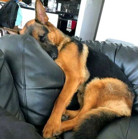 Relax German shepherd ❤️
#GermanShepherd #gsd