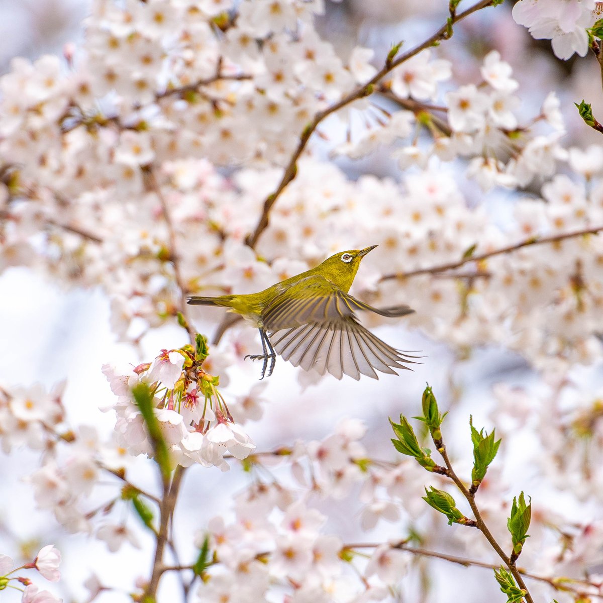 isesinsyuu's tweet photo. お隣の桜に遊びに来たメジロ
我が家のベランダからパチリ

#伊勢 #進修まちづくり #メジロ #桜 #祭主職舎 https://t.co/lFlE8zLlaF