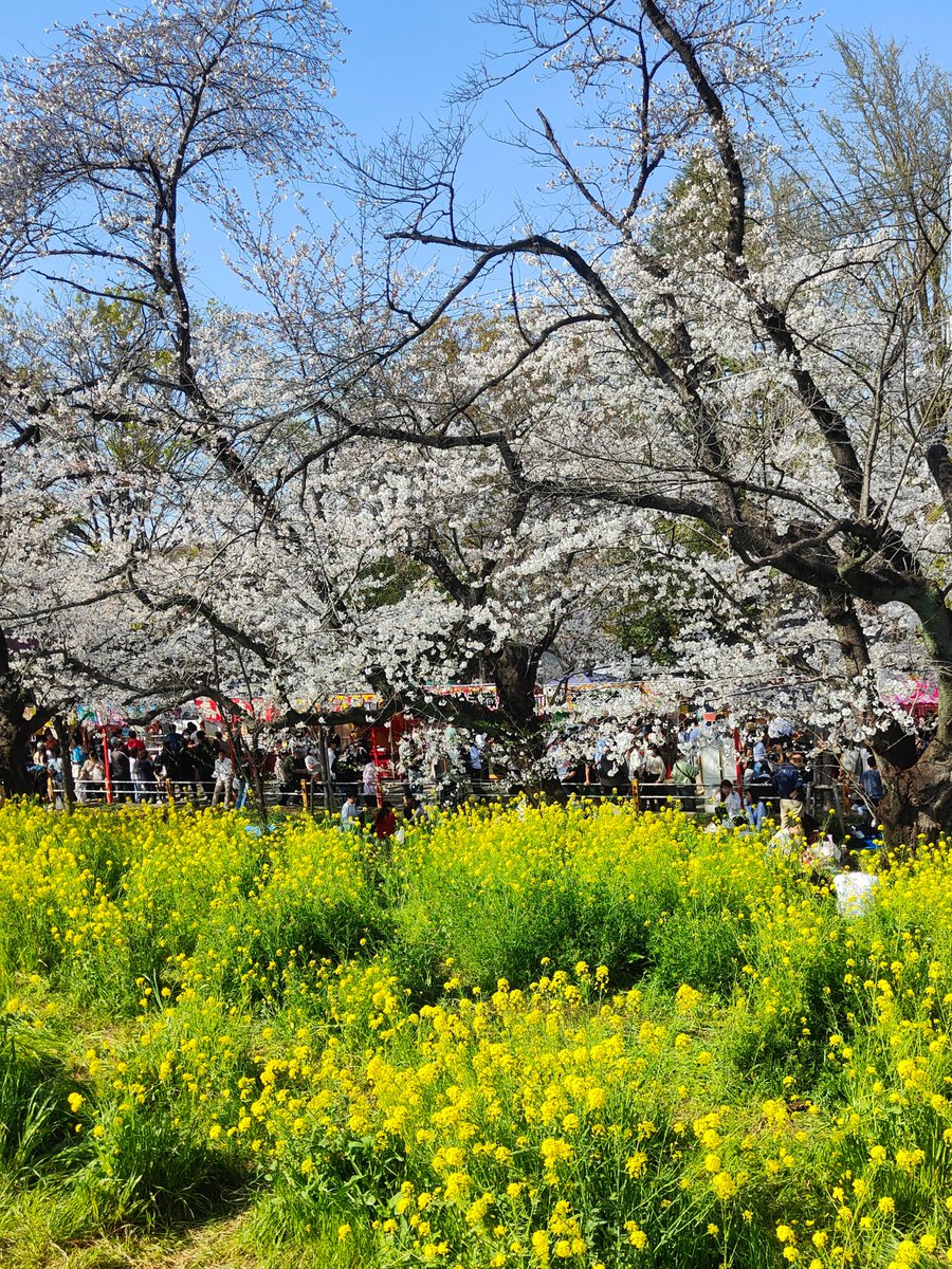 花見と人見