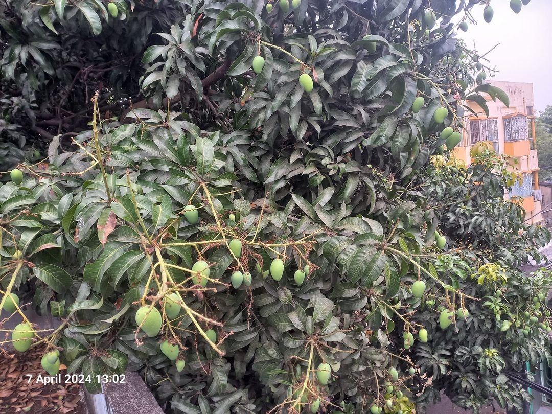 #Summer treat #Mango #KingOfFruits #KolkataDiaries #Fruits #KolkataKnightRiders @gardenknowhow #KOLKATA @KKRiders