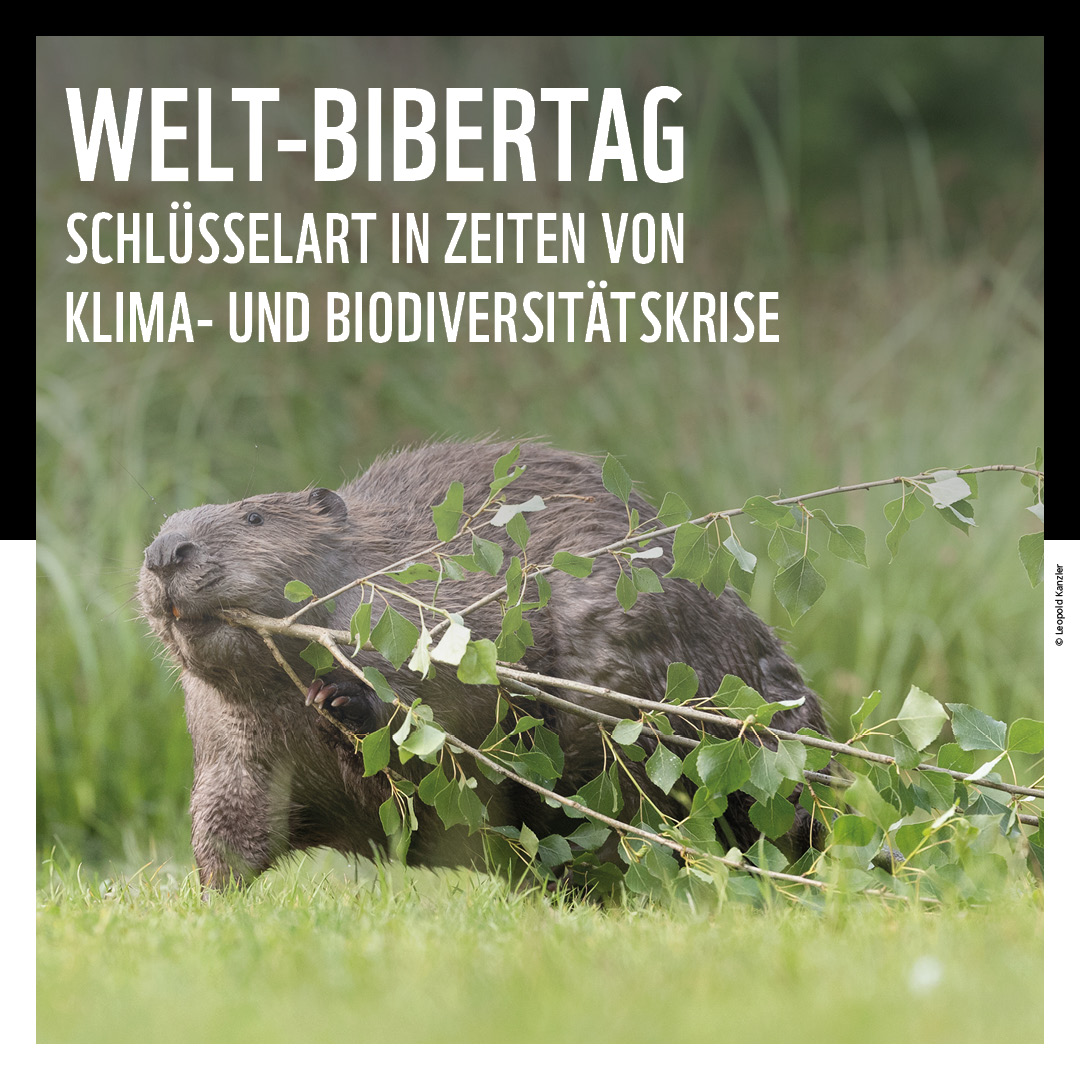 Heute ist Welt-Bibertag. Die Nager können einen wertvollen Beitrag im Kampf gegen die Klima- und Biodiversitätskrise leisten - wenn man sie lässt! Daher fordern wir mehr Raum für Biber und unterstützende Maßnahmen für ein friedliches Zusammenleben von Mensch und Wildtier.