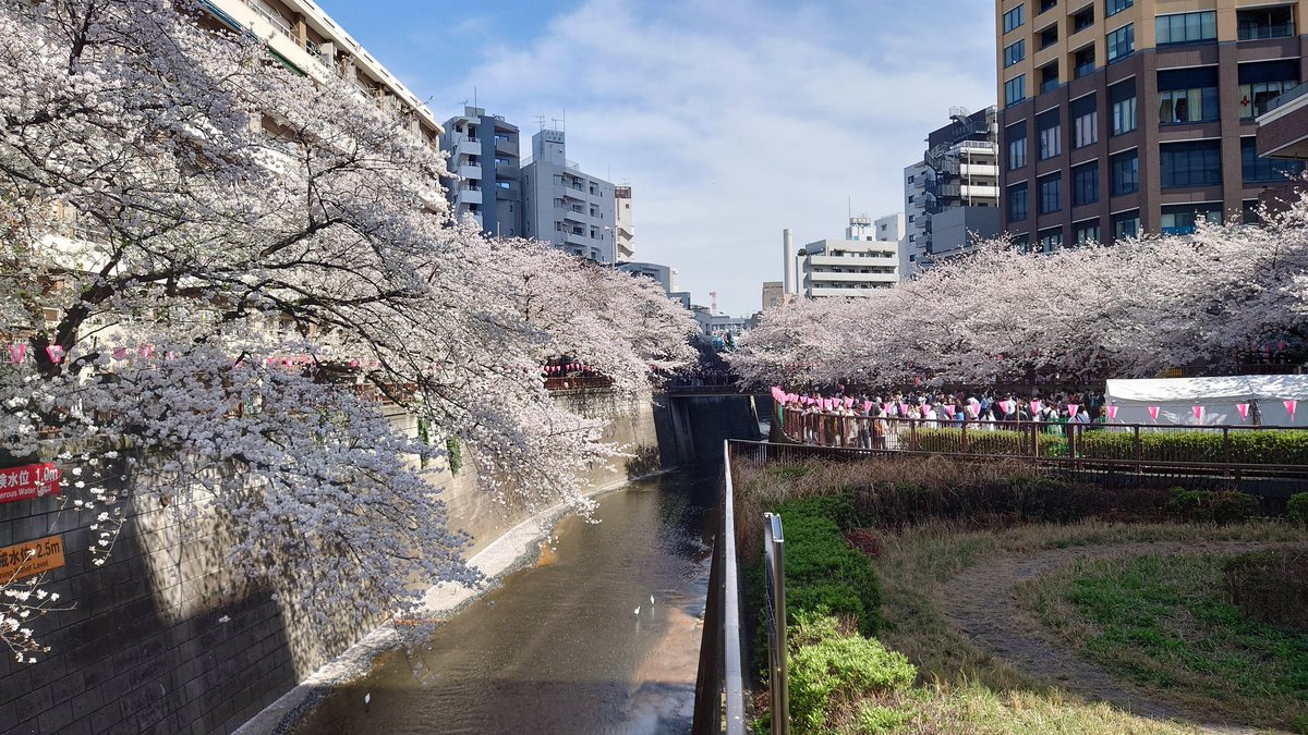 yu_tcl's tweet photo. 目黒川でお花見🌸
既に少し葉っぱになりかけてたけどやっぱり綺麗👏 https://t.co/7eDYm1fiyl