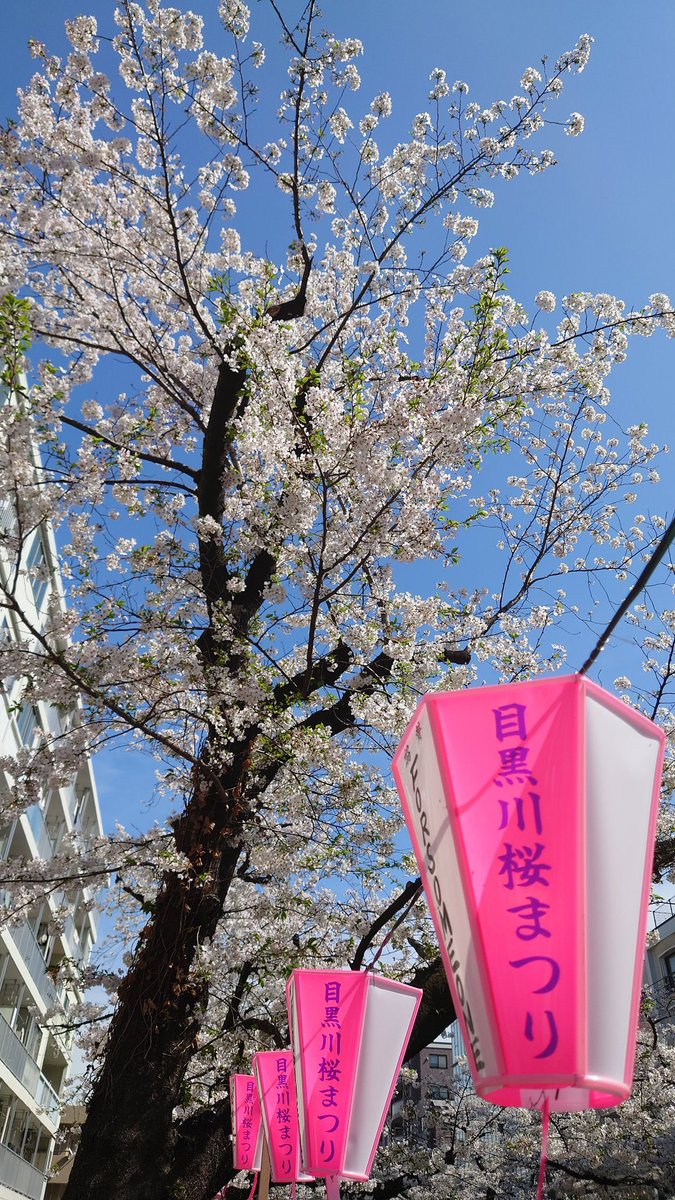yu_tcl's tweet photo. 目黒川でお花見🌸
既に少し葉っぱになりかけてたけどやっぱり綺麗👏 https://t.co/7eDYm1fiyl