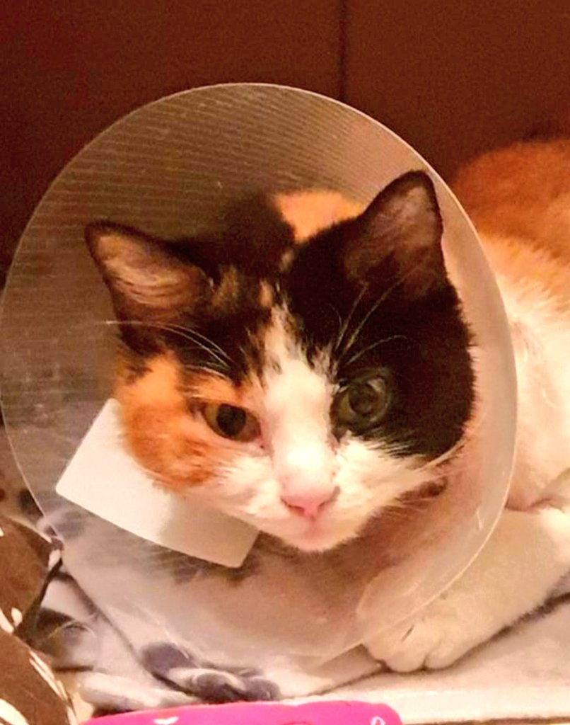 Erta2017's tweet image. #XarxaCatalunyaAdopcions 

 #Pons #Lleida #Barcelona

¿ NADIE PUEDE #ACOGERLA DURANTE 2/3 SEMANAS? 💔

Esta en tratamiento y no pueden tenerla más💔
Si vuelve a la calle se interrumpe el tratamiento 🆘

#Acoge #adopta #ayuda
@Solopar53137293 
CTO: @___Nurs___