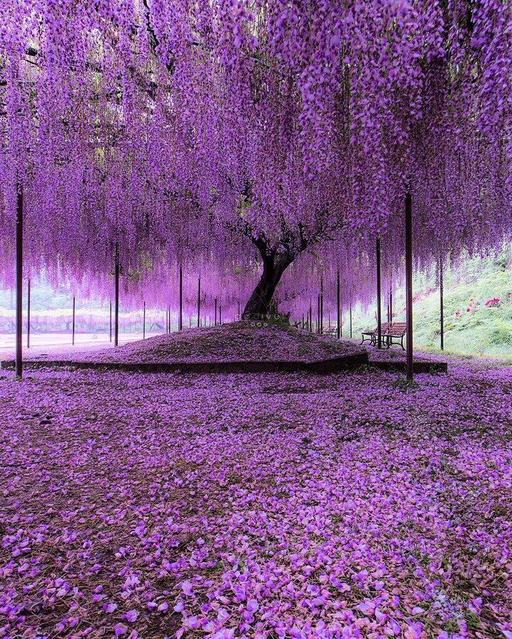 In the Ashikaga Flower Park in Tochigi, Japan, a wisteria tree is often referred to as “the most beautiful in the world.” 

At around 150 years old, the massive tree is stunning when in full bloom.

[📹 godive2000]