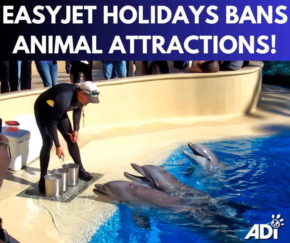 New animal welfare policy for holiday company - Easyjet will no longer offer trips to zoos, marine parks and other animal-based activities which compromise welfare. ADI supports and welcomes Easyjet’s decision and urges others to follow.