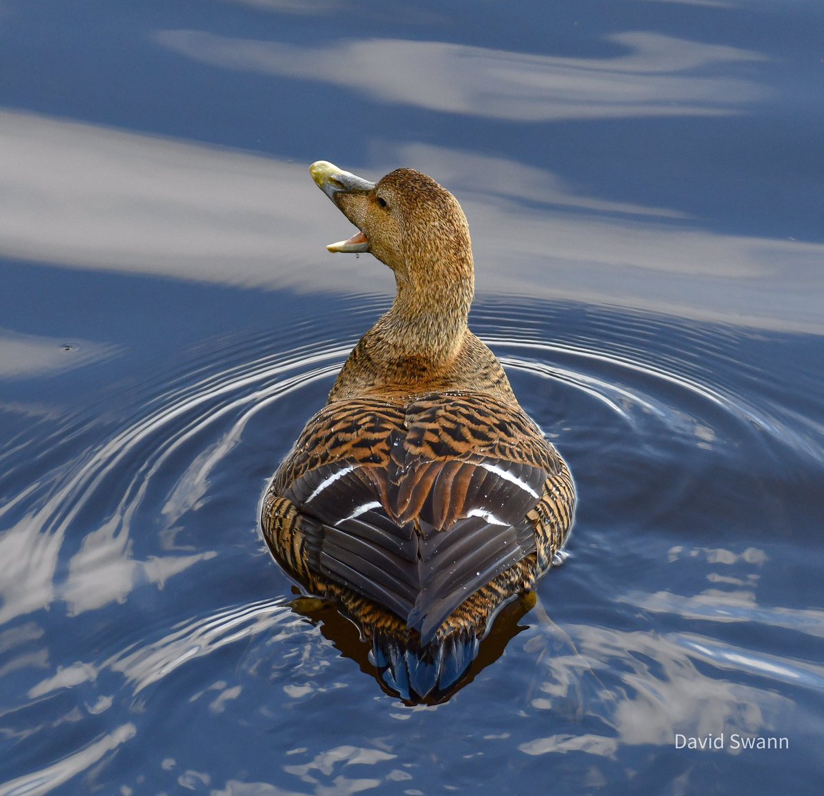 Female Eider Duck, Amble, Northumberland. @Natures_Voice @NorthWildlife @ForShorebirds @NTBirdClub @NTNorthd_Coast @AmbleByTheSea