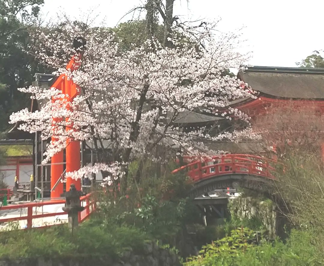 京都の下鴨神社へお詣りして来ました。桜が満開でした。有頂天家族のアニメ化１０周年記念の御朱印が授与されていました。有頂天家族懐かしいですね。私はアニメではなく原作を読んでいました。 #京都 #下鴨神社 #賀茂御祖神社 #桜 #有頂天家族 #有頂天家族アニメ化１０周年記念 #御朱印