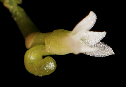 NEW ORCHID!
Meet: Campylocentrum luzmariae (Vandeae, Orchidaceae), a #NewSpecies discovered from the Andean #cloudforest of Colombia 2024
#BotanicNews link:phytotaxa.mapress.com/pt/article/vie…