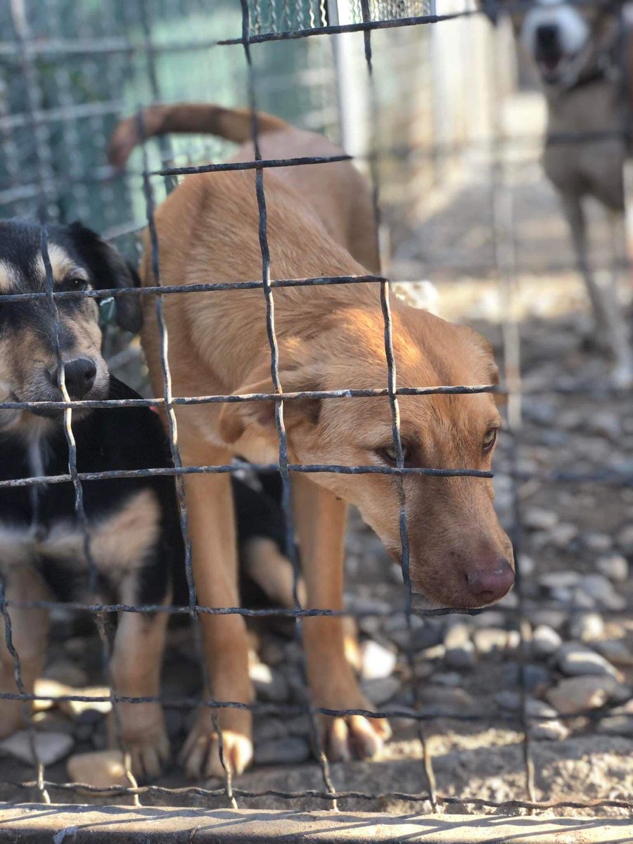 Sisters Vana & Ema have become stuck in the shelter for over a year 😢 they are deeply bonded and we would love to home them together. We have a special bonded fee for the home that can adopt them both #Adoptdontshop #RescueDogs #BondedPair #ShelterDogs These little ladies are