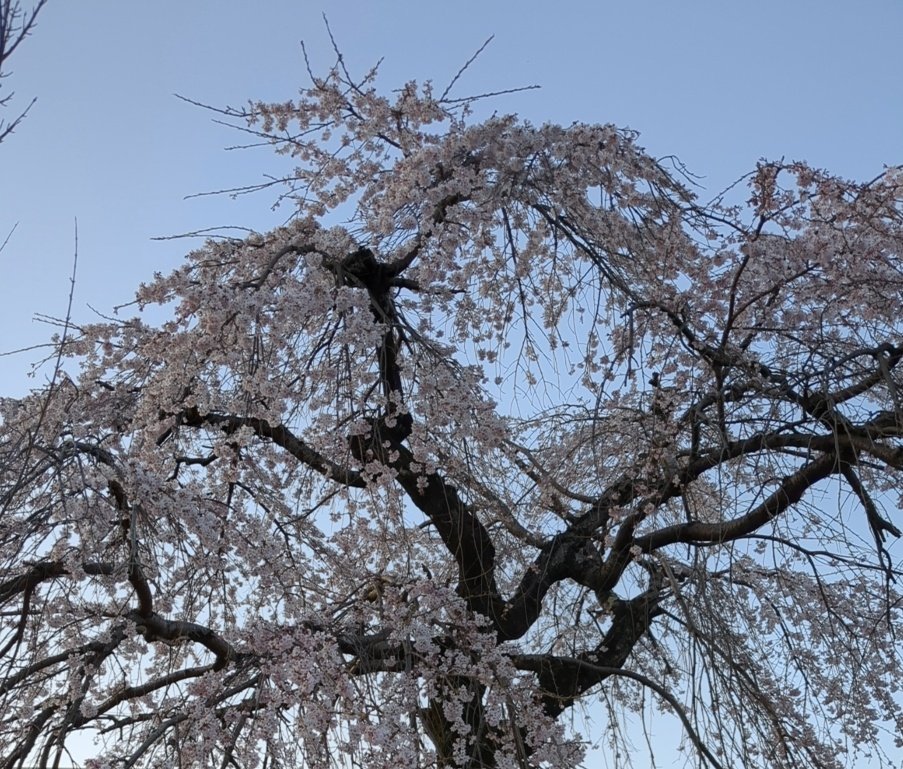 outdoors sky day blue sky tree no humans scenery  illustration images