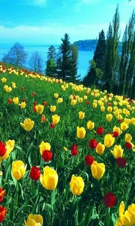 What color of Tulip is more  beautiful ???
#goodafternoon