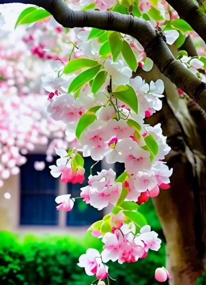 🤍🌸🌺 GM İ wish everyone a wonderful Sunday Spring Flowers 🌺💮🌸