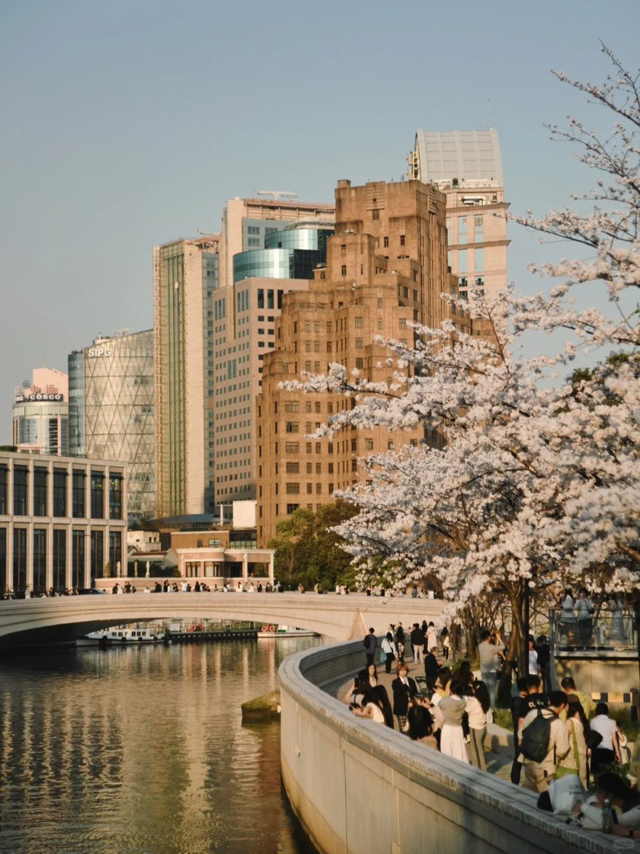 #hotspot 🌸☕Catch the breathtaking cherry blossoms in full bloom along the Suzhou Creek, where the cafe above the gas station offers the perfect vantage point 📷: hululululu #meetinshanghai #AllInShanghai #Shanghai