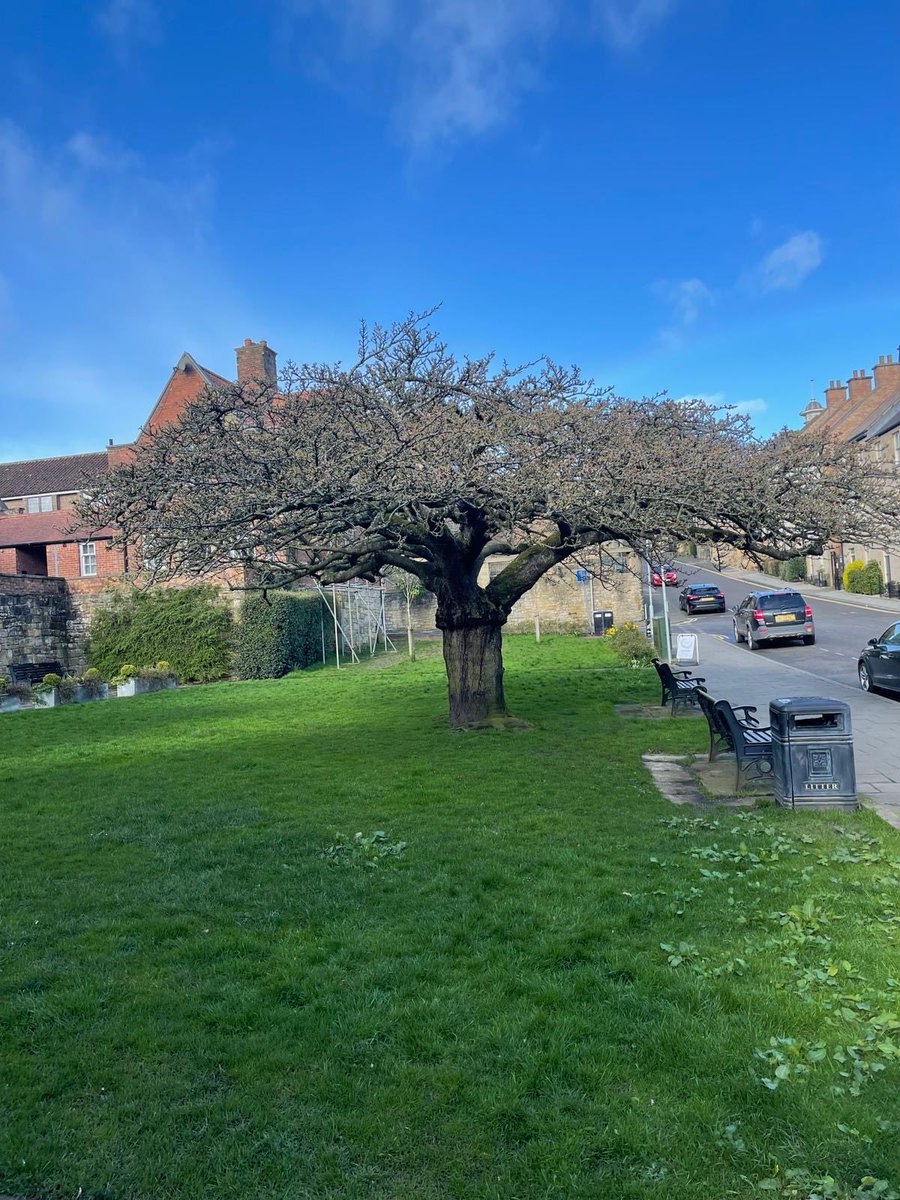 Missus has just sent me this picture of my favourite tree which will be in full bloom this time next week. Whilst I’m housebound with this gammy leg the missus has been doing all the dog walking bless her.