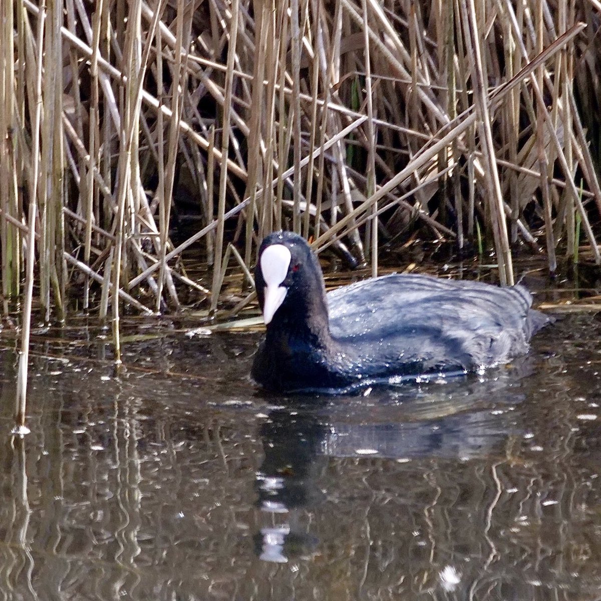 A coot in the reedbeds at RSPB Titchwell Marsh, North Norfolk 😊