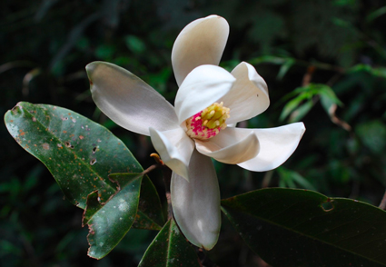 NEW MAGNOLIA DISCOVERY!
Meet: Magnolia corquinensis, (Magnoliaceae) a #NewSpecies of #Magonlia discovered from Honduras 2024
#BotanicNews link:phytotaxa.mapress.com/pt/article/vie…