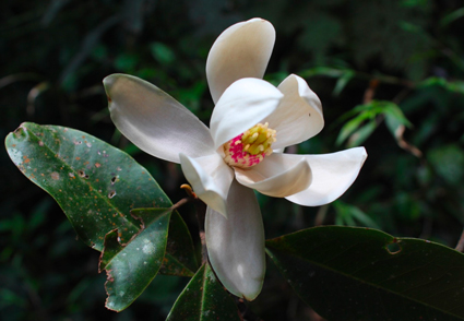 NEW MAGNOLIA DISCOVERY! Meet: Magnolia corquinensis, (Magnoliaceae) a #NewSpecies of #Magonlia discovered from Honduras 2024 #BotanicNews link:phytotaxa.mapress.com/pt/article/vie…