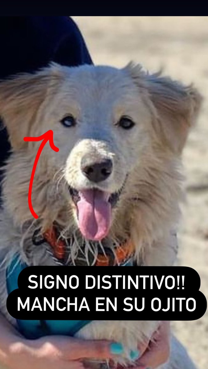 jsllrns's tweet photo. 🆘🆘🆘TIJUANA AYUDA A DIFUNDIR X FAVOR, CANELO FUE ÚLTIMA VEZ VISTO RUMBO COLONIA LIBERTAD ESTA DESORIENTADO🆘🆘🙏🏼🙏🏼 https://t.co/8B09wfkUBV