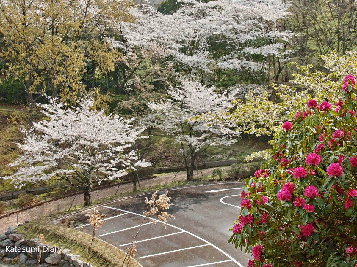 七沢森林公園の桜、ミツマタ、シャクナゲ 2024.04.07 #開花状況 #桜 #お花見 #ソメイヨシノ #ヤマザクラ #七沢森林公園 #厚木市 #ｶﾀｽﾐ日記 #SIGMA #sdQuattro #Foveon #flowers #photography 開花状況 桜 お花見七沢森林公園 厚木市 ｶﾀｽﾐ日記 SIGMA sdQuattro Foveon flowers photography