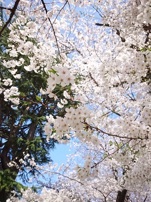 お花見日和だった 