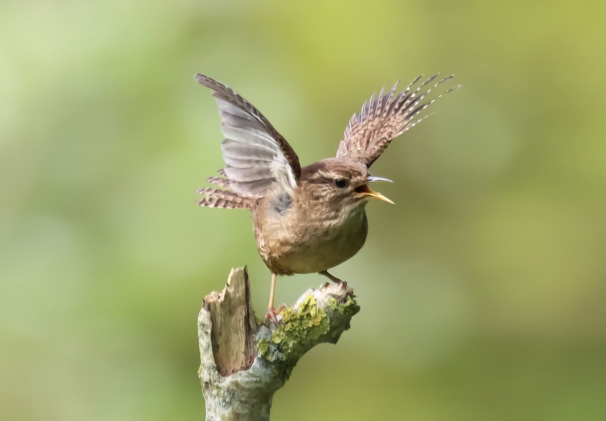 Saw this little Wren which looked like it was clockwork, It was dancing and singing at the same time think it was a mating call? 😍 @Natures_Voice @BBCSpringwatch @ChrisPage90 @SallyWeather @ChrisGPackham #BirdsSeenIn2024 @Britnatureguide @ThePhotoHour @WildlifeMag #nature #wren