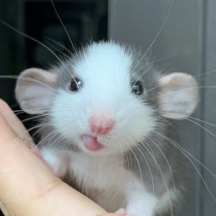 sam (@hanjiphany) on Twitter photo 