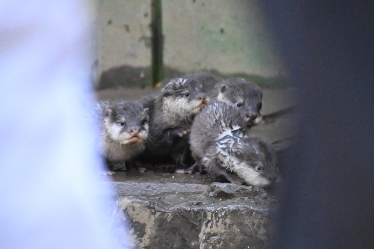 【コツメカワウソの赤ちゃんお披露目会】
コツメファミリーのお披露目会の日時が決まりました🌸

４月14日(日) 14時10分〜

ご来園お待ちしてます。

#智光山公園こども動物園
#来園者の間からコツメっ子
#貴重な4頭集合写真
#譲り合って観察してね