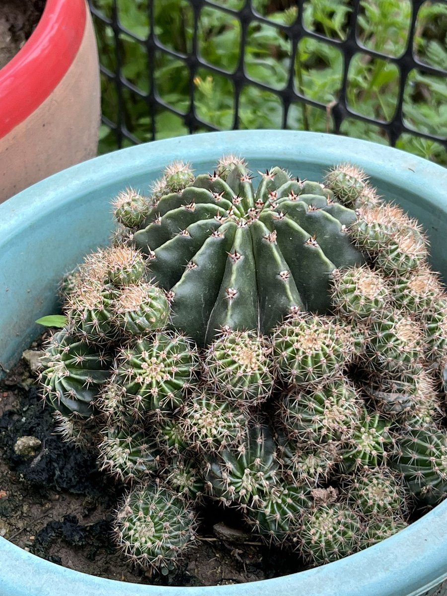 appiah's tweet image. 爷爷说他不再出门走了。怕摔倒。