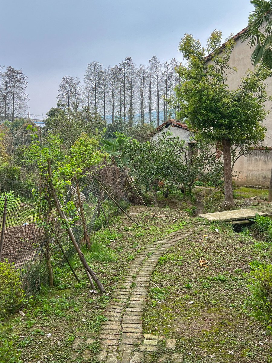 appiah's tweet image. 爷爷说他不再出门走了。怕摔倒。