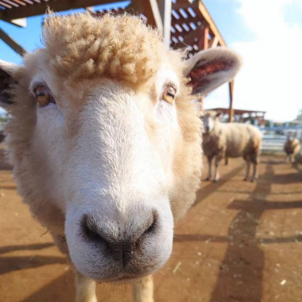 コリデールのよっちゃん🐏🌿

ご来園ありがとうございました✨
#ソレイユの丘 #アニマルヴィレッジ #soleil #ひつじ #コリデール #動物 #ふれあい #zoo #横須賀 #神奈川