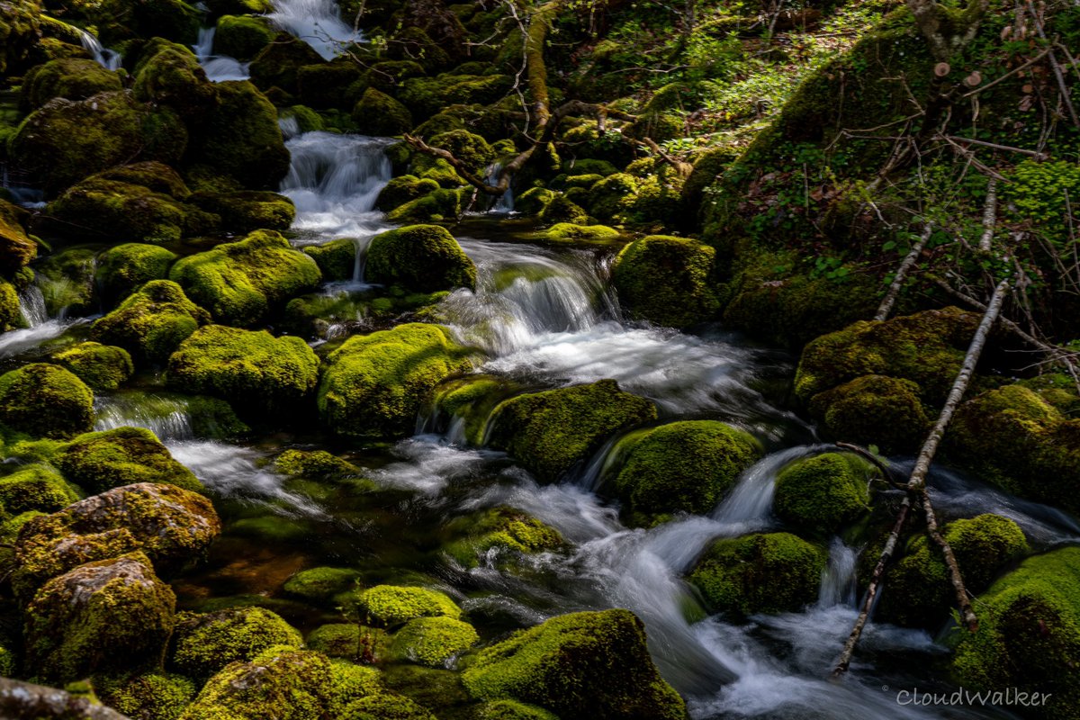 walkercloud13's tweet image. View of a forest stream #landscape #naturephotography #foreststream #Lunz #hikingday #Niederösterreich #Austria #SonyAlpha 💚