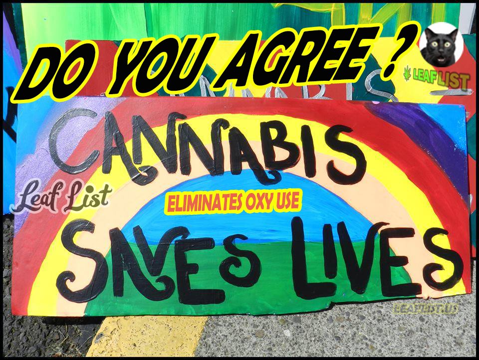 Do you agree that cannabis saves lives?  Yes or no #FridayVibes #FridayMotivation #Marijuana #StonerFam #Weedmob #WeedLovers #MMJ #CannabisCommunity #cannabisculture #Growyourown #fridaymood