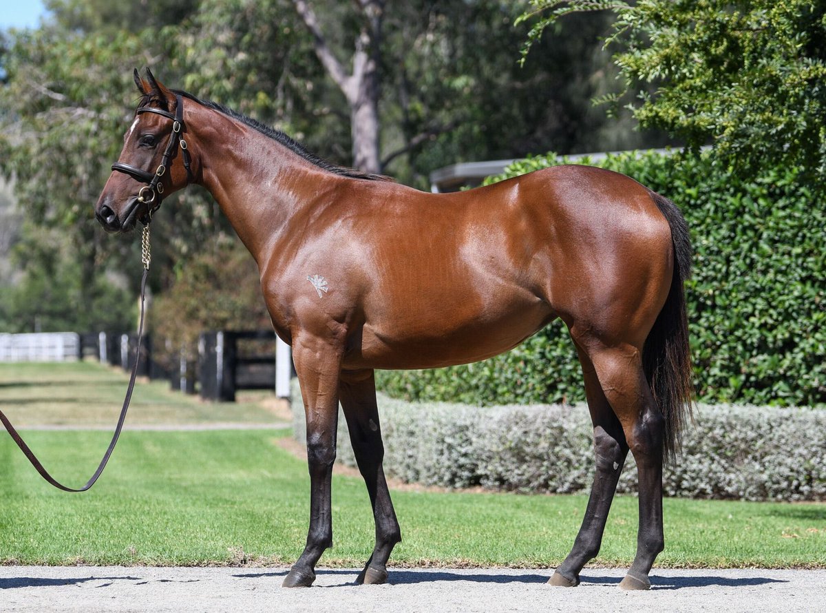 Lot 172 I AM INVINCIBLE x MUMBAI ROCK ✨ This beautiful filly moves through her gears with ease 🐅 She’s o/o a winning FASTNET ROCK mare & is a half sister to G3 winner MUMBAI MUSE💕& listed winner JAZZ ETUDE 🔥 💰$525K @coolmoreaus Get involved⏳ claudia@gaiwaterhouse.com.au