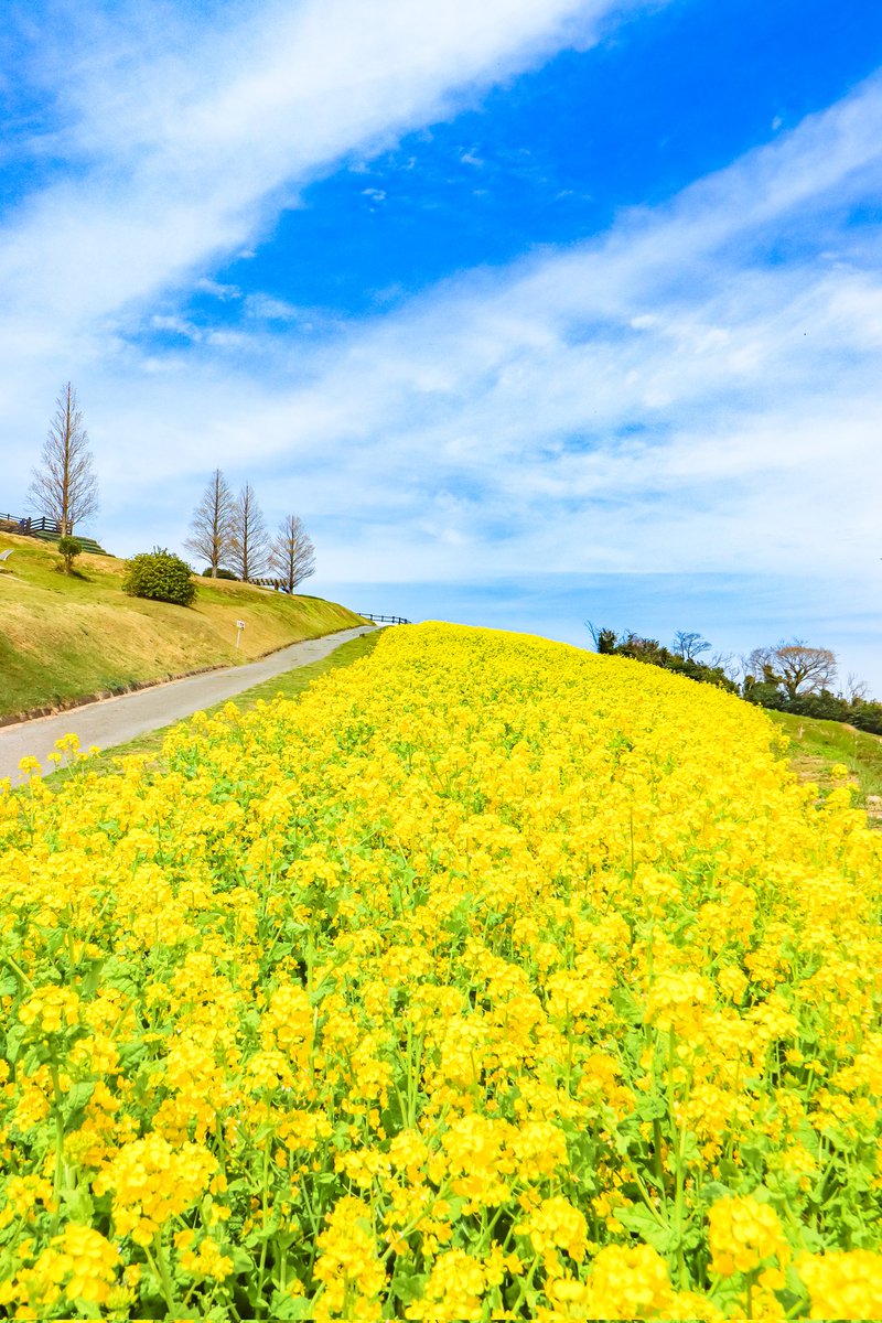 菜の花の咲く道を辿れば
青空が広がっていました。