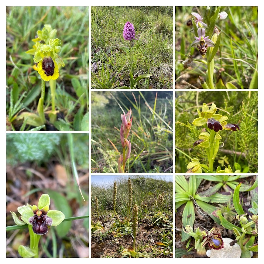 chozas_sergio's tweet photo. I'm not a real crazy-about- #orchid #botanist but last Thursday, on a field trip with the #diveg2024 class in #espichel cape, was huge!
#botany #botanyisnotdead @ULisboa_ @cienciasulisboa https://t.co/RbSSbZAGIW